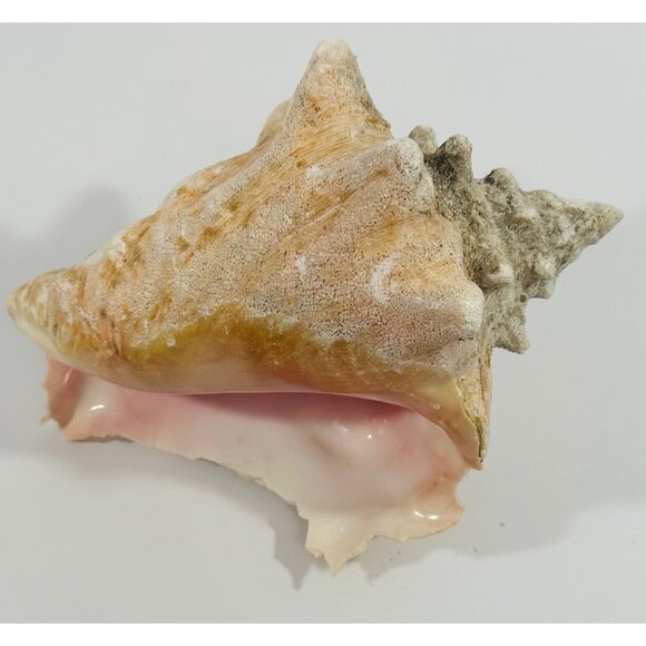 Large Natural Conch Shell Real Coastal Decor Or Craft Use Beach Find North Carol - Picture 1 of 10